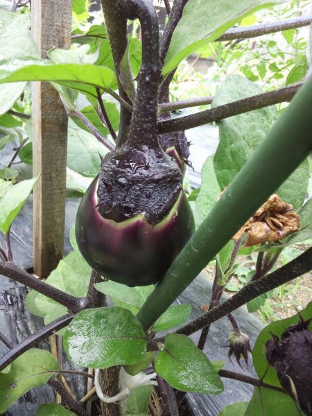 10666013_863282660431243_7690390223258903830_n