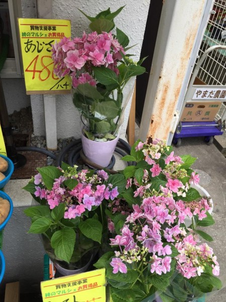 11011189_742549499221383_5272458562834006648_n