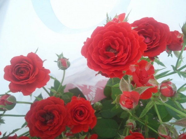 11161362_842708142488695_8814546072403051752_n