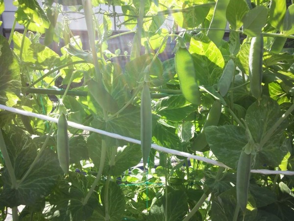 11205512_838220636270779_7463496206901248356_n (1)