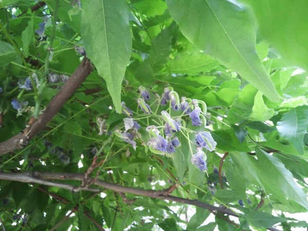 13530_838221789603997_3087494364434419436_n